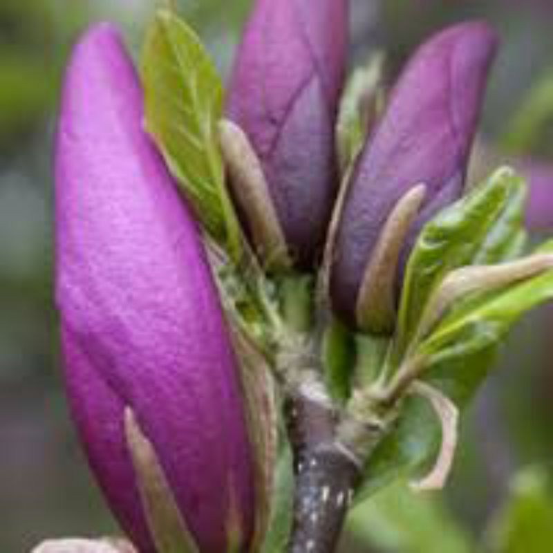 Bibit Bunga Kantil Ungu