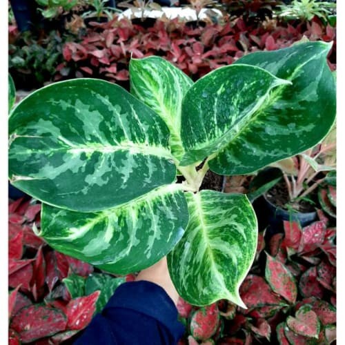 Aglonema Green Cobra