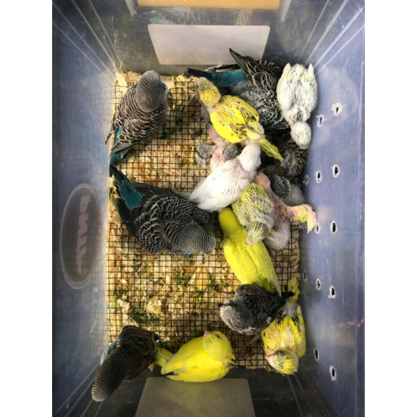 Cindil / Lolohan burung parkit bisa untuk dijinakan