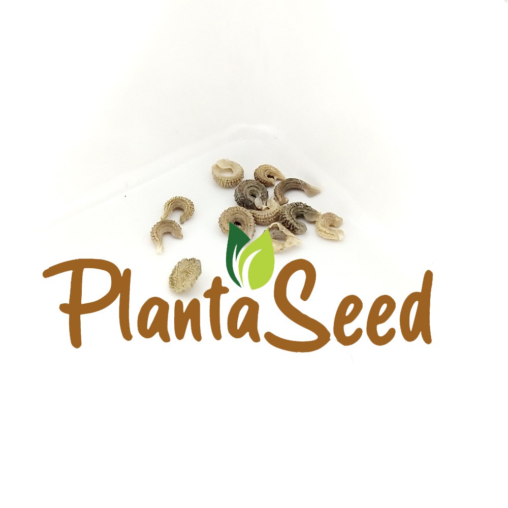 PlantaSeed - 10 Seeds - Calendula Pacific Beauty Biji Bunga - PAS0214