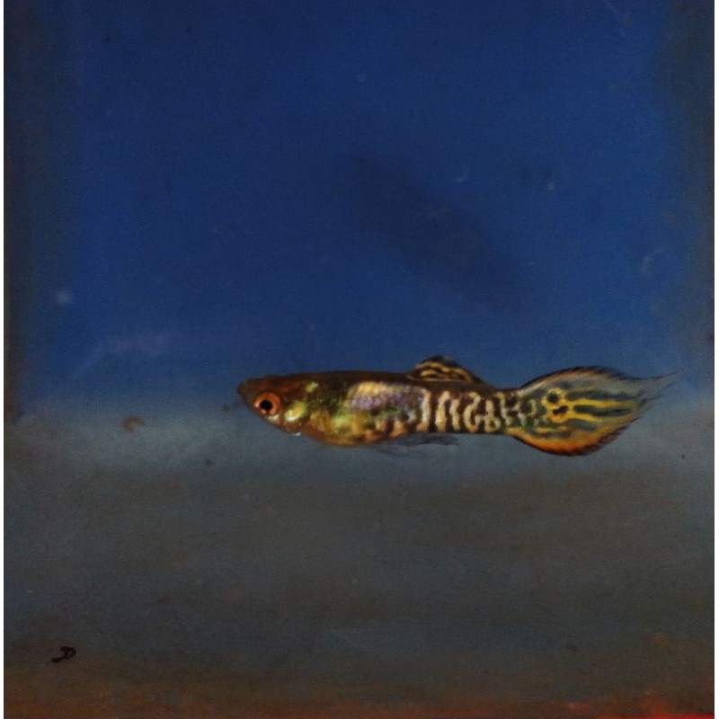 Endler Yellow Jacket Tiger per pasang good quality