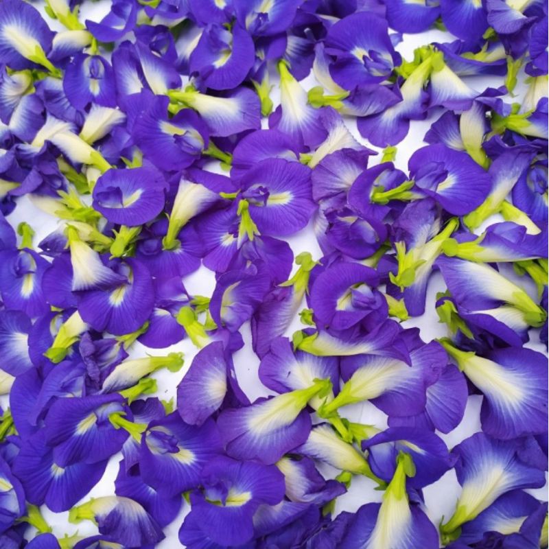 5 Biji - Benih Bunga TELANG BIRU, butterfly pea kaya antioksidan