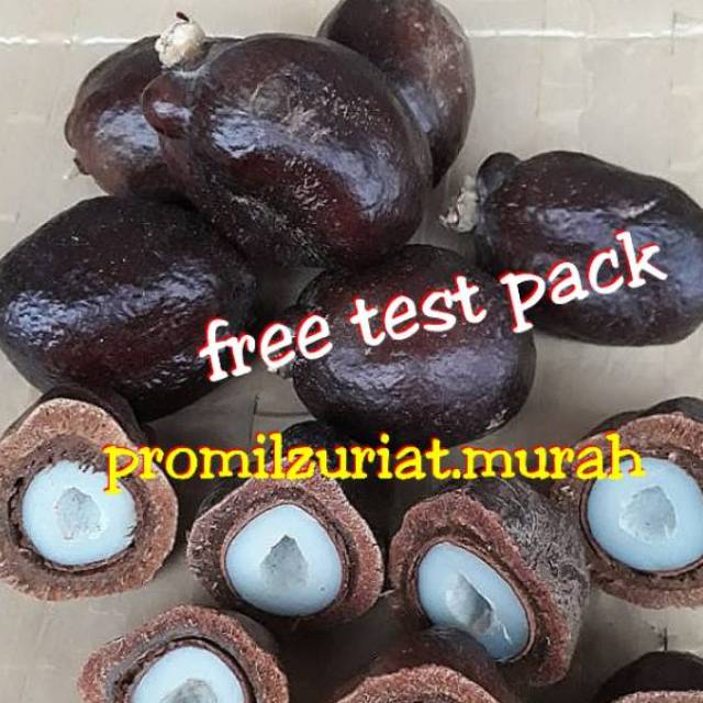 

Buah zuriat belah Dan utuh madinah asli single promil murah 500 gr