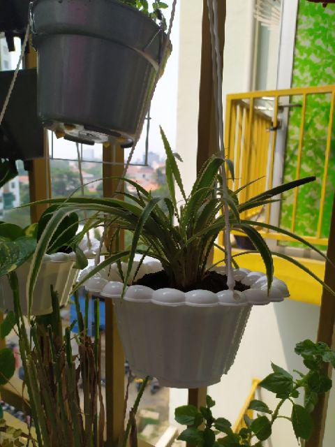 Tanaman Hias Lili Paris - Tanaman Umbi Umbian