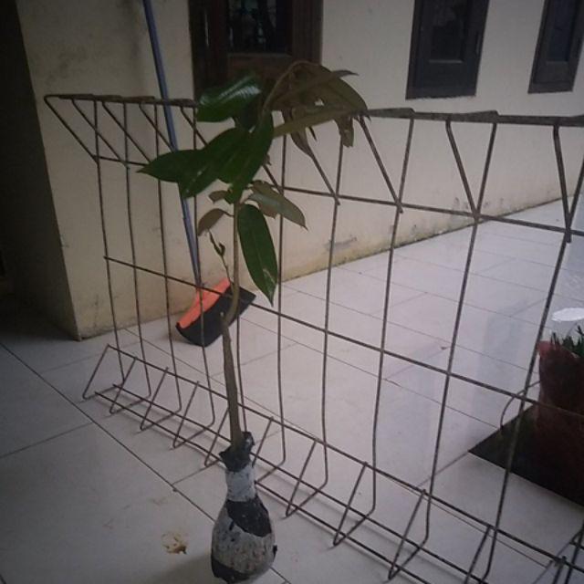 Bibit Durian Musangking Kaki Tiga