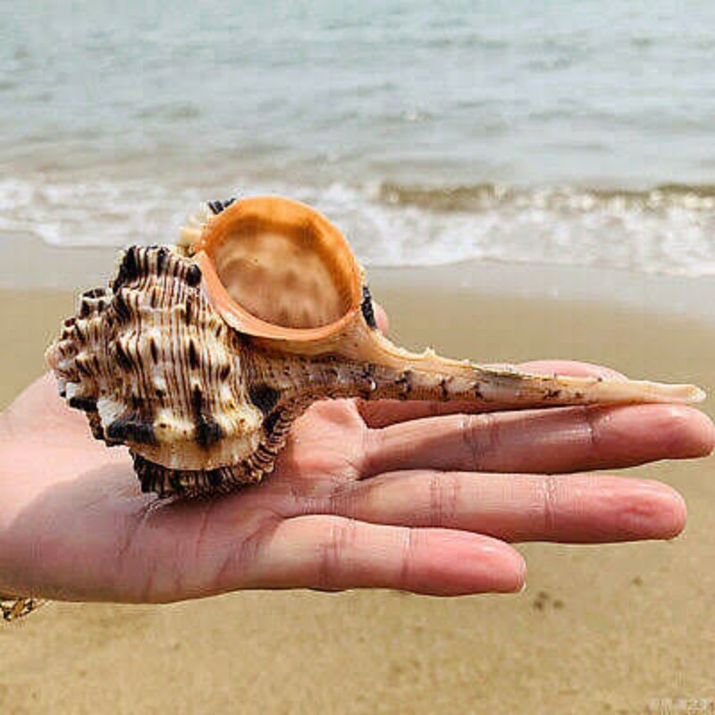 CANGKANG KERANG LAUT HIAS HAUSTELLUM / PENTUNG