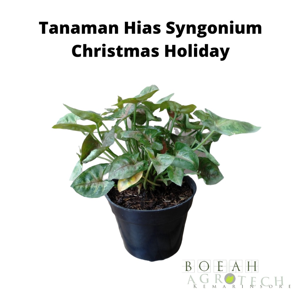 Tanaman Hias Syngonium Christimas Holiday