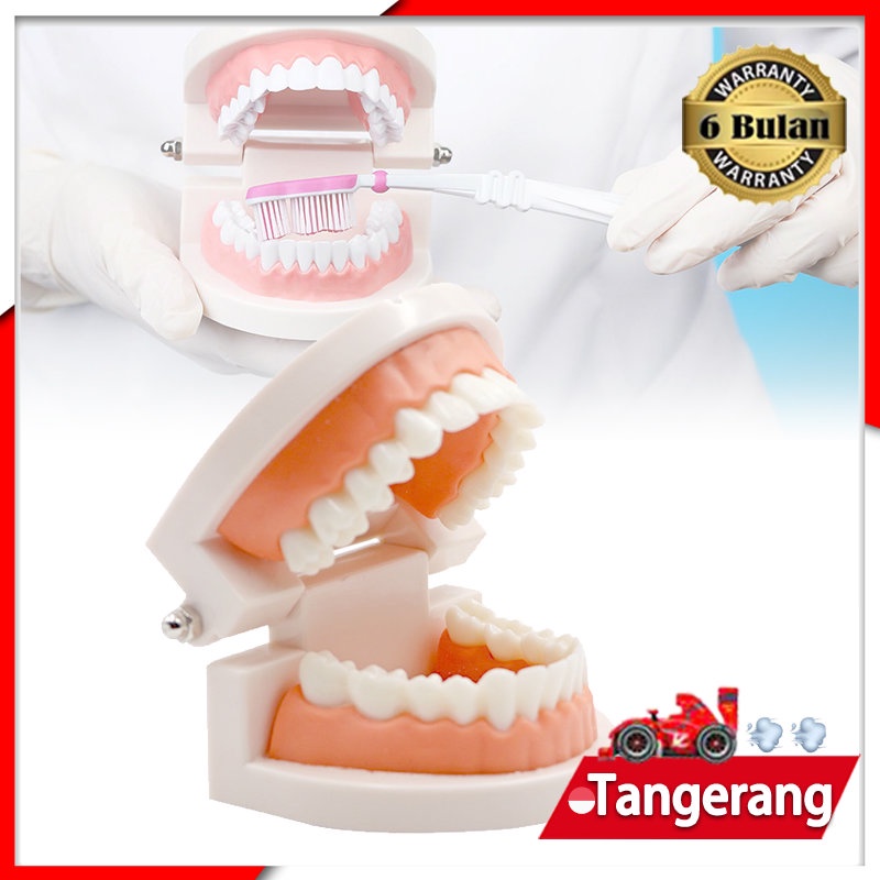 Dental Teaching Model Model Gigi Patung Gigi Phantom Gigi Model Study Gigi