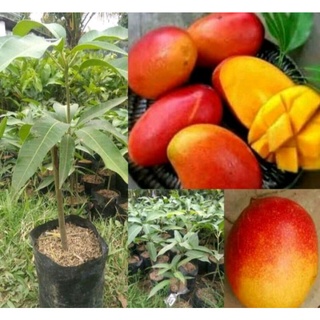 Jual buah mangga Harga Terbaik - Taman Perlengkapan Rumah Desember 