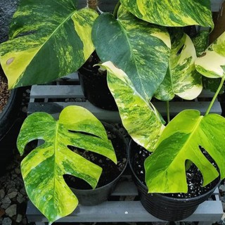 Tanaman Hias Monstera Delisiosa Bibit Tanaman Monstera Variegata Shopee Indonesia