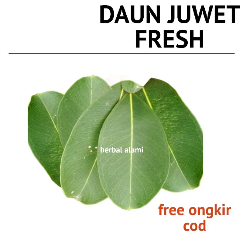 

Daun Juwet Jamblang Segar Herbal Alami 50 lembar