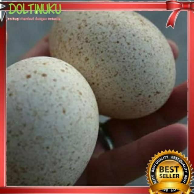 Jual Telur ayam kalkun fertil untuk di tetaskan harga termurah