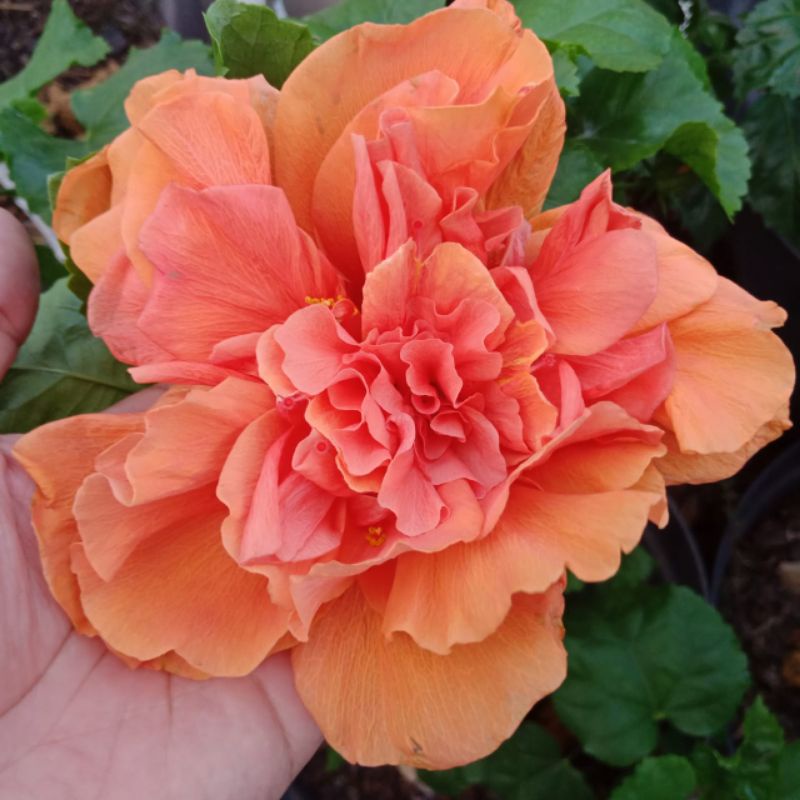 bibit bunga sepatu bangkok import warna orange tiger