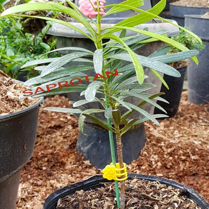 Jual Tongkat Stik Alat Penyangga Tanaman Hias Anggrek Bunga 80 Cm Murah