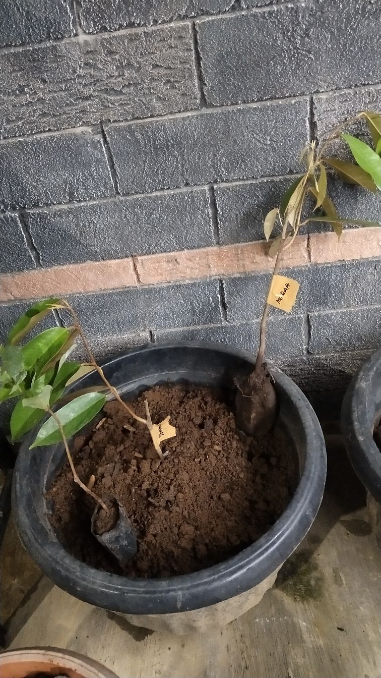 Bibit Durian Bawor Super Unggul