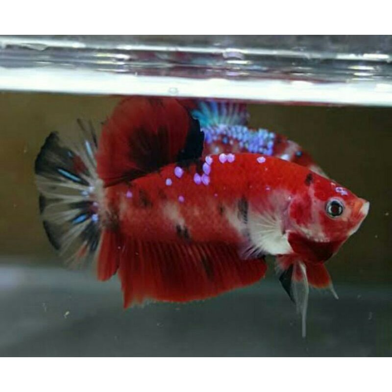 

cupang koi multycolor