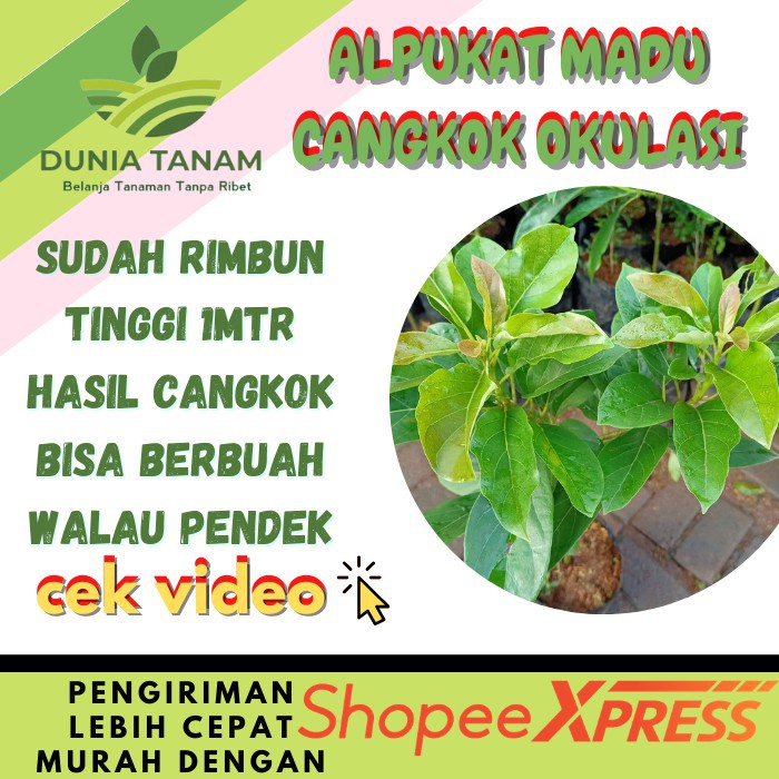 [CANGKOK OKULASI] BIBIT TANAMAN POHON BUAH ALPUKAT aligator MENTEGA JUMBO kualitas super