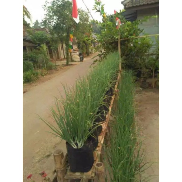 Polybag 25x25 Polibag 25 x 25 Polibek Tebal Tidak Berbau