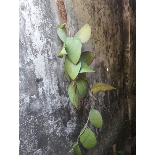 hoya merah maron