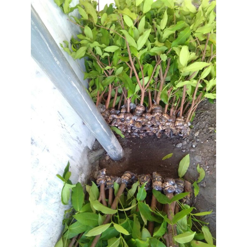 Fresh cangkok jambu air