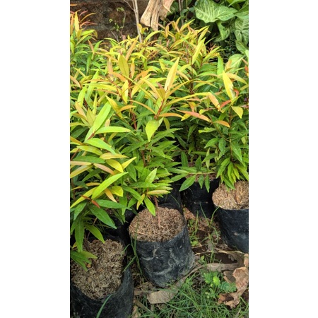 Bibit pucuk merah tinggi 25 - 30 rimbun