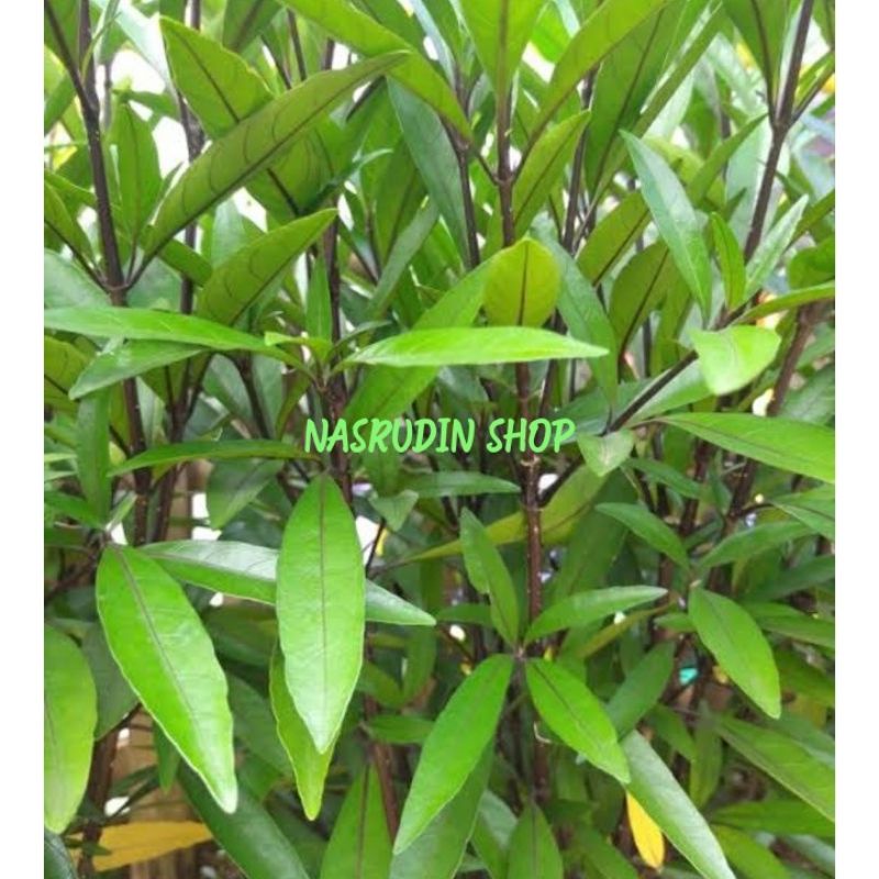 

DAUN GANDARUSA SEGAR LANGSUNG PETIK HERBAL KONTRASEPSI PRIA