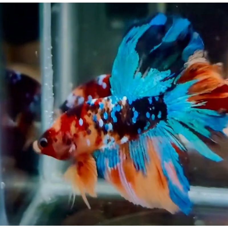 Ikan Cupang / Betta Fish Halfmoon Multicolor Multicolour