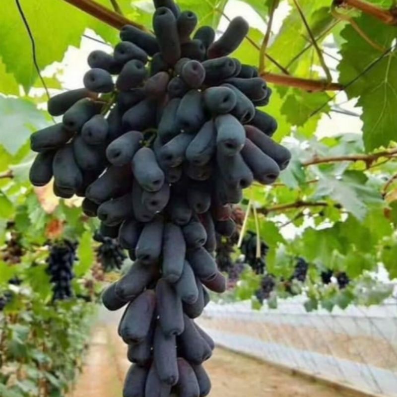 bibit anggur import Moondrop / sweet saphire