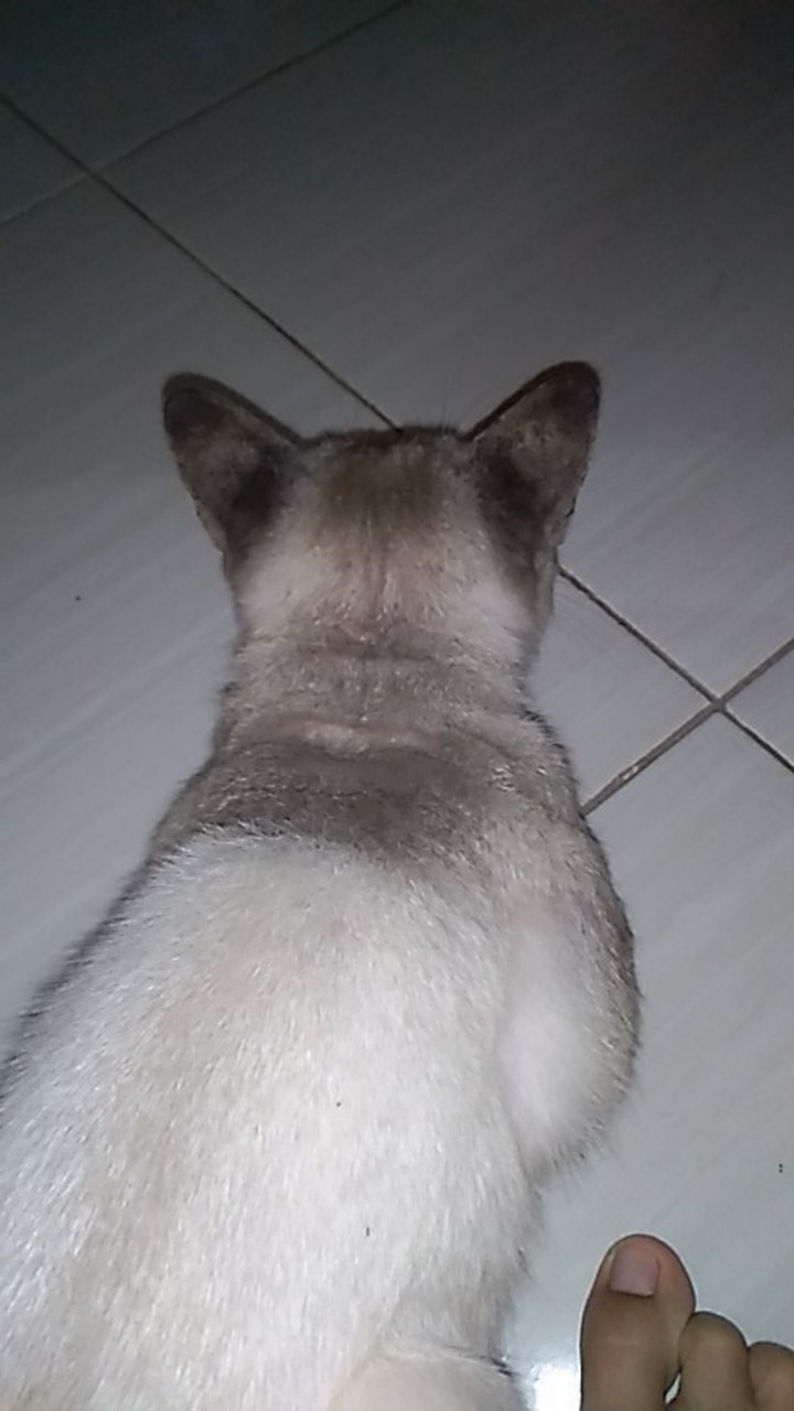 Sb02 Kemeja Batik Pria Lengan Panjang