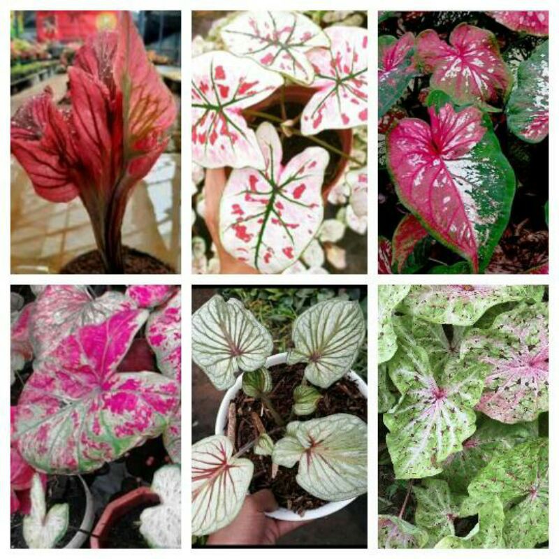 6 paket tanaman hias umbi caladium thailand keladi hias