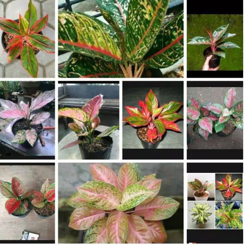 jenis tanaman hias paket 10 aglonema murah