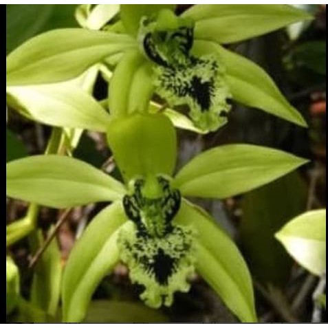 Anggrek Coelogyne Pandurata/Anggrek Hitam