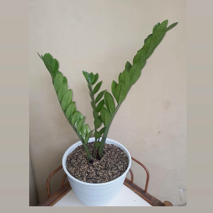 Tanaman hias zamia dolar + pot hitam