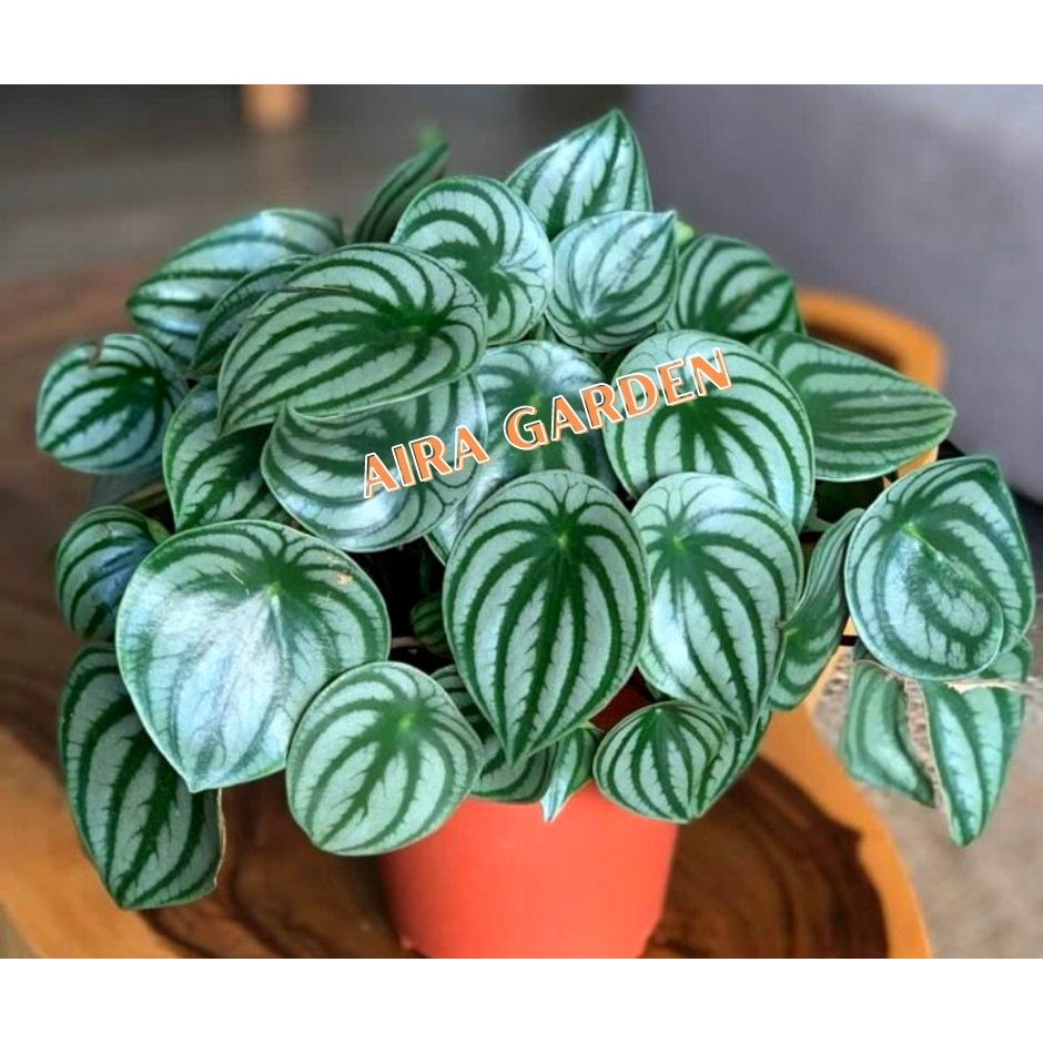 Peperomia Watermelon Tanaman Hias Peperomia / Peperomia argyreia