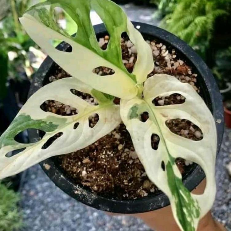 Monstera Adansonii Variegata Albino / Janda Bolong Varigata / Janbol Varigata / Janbol Albino / Janda Bolong Mutasi 2 Warna