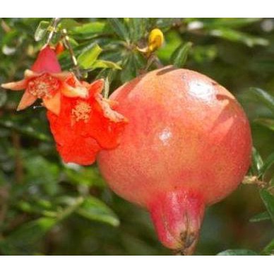 Bibit Tanaman Buah Delima Merah Unggul, Murah, Bergaransi ~@@~