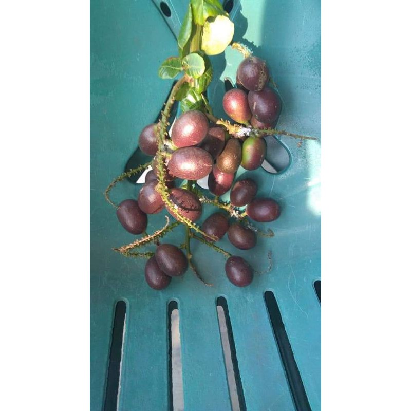 

matoa kelapa