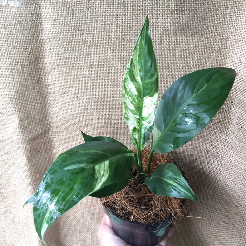 PEACE LILY VARIEGATA