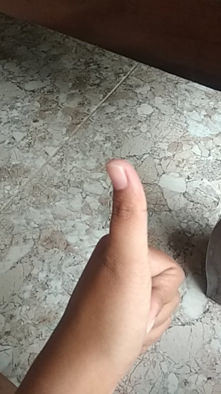 Akar Bahar Singa Jumbo