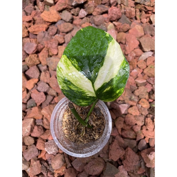 Epiprenum Yellow Variegata