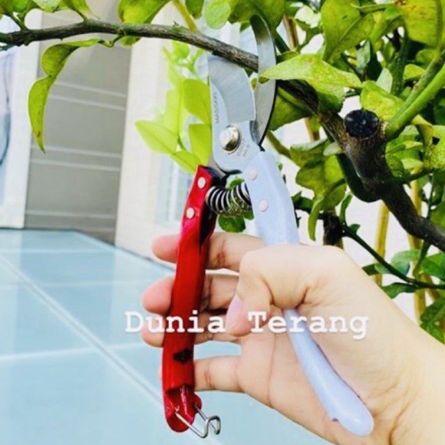 BEST SELLER !!! Gunting Dahan Ranting Bunga Bonsai MERAH PUTIH Stek MASSAKI 8” 8inch Stainless Steel Gagang Besi