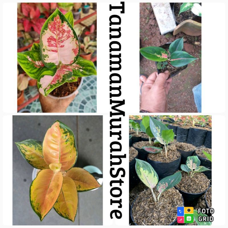 PROMO paket hemat 2 anakan aglonema (suksom tree&SB)