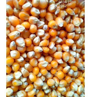 

3.3 SALE 1kg Jagung Popcorn Mushroom Jumbo Mushroom Popcorn Bulat Jamur new