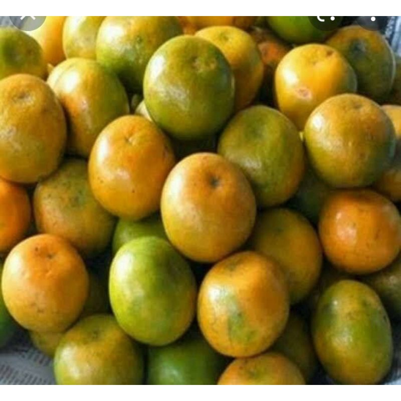 

Buah Jeruk Manis 1kg