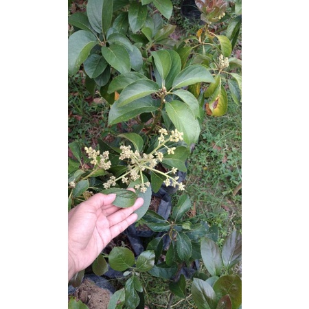 BIBIT ALPUKAT RED VIETNAM BERBUNGA