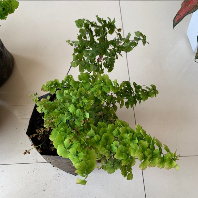 Tanaman hias bunga suplir