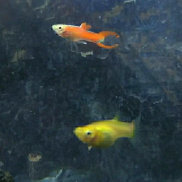 ikan Guppy endler red coral per pasang