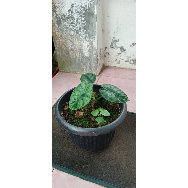 ALOCASIA DRAGON SCALE