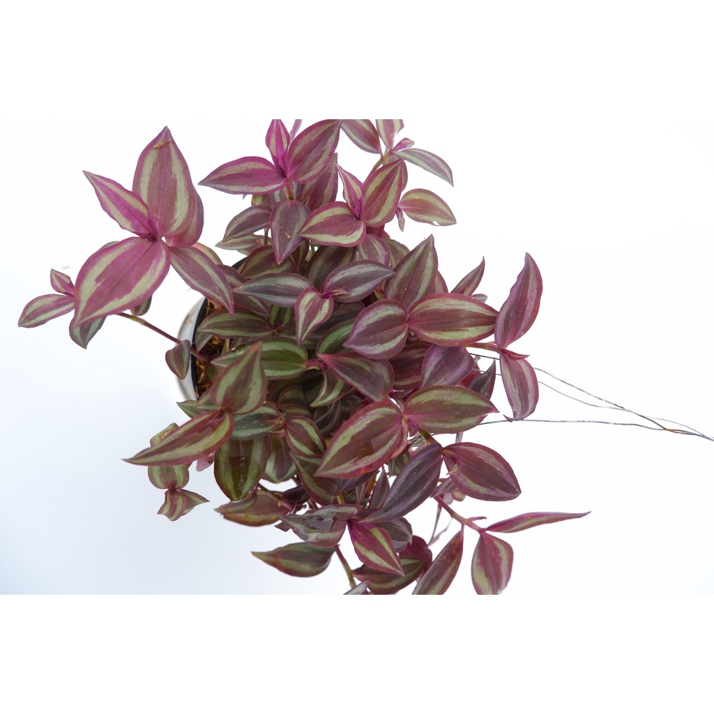 Tradescantia Zebrina - Tanaman Hias