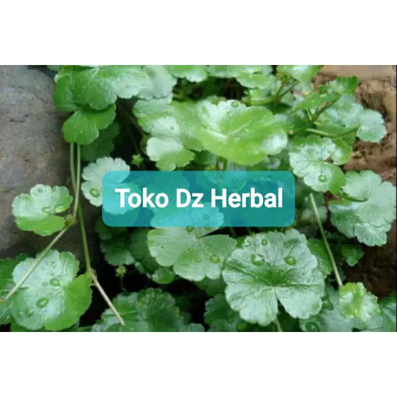 

Ready daun semanggi gunung segar daun patikim 500 gram-az